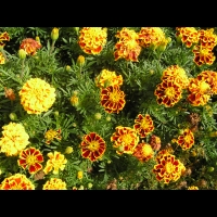 Oeillet d'Inde, Tagetes patula cv Durango bee (fam Composees) (2)